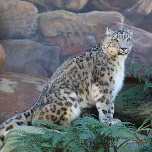 cheeta1.jpg