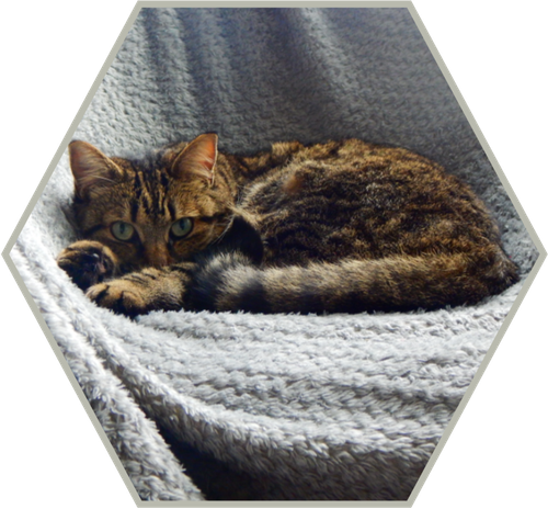 Cyparissa, Temp.png