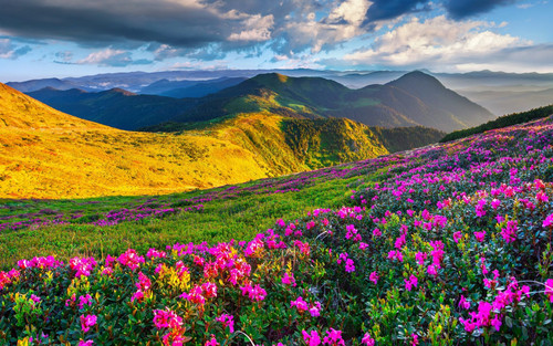 Beautiful nature area with green grass and spring flowers mountain horizon with mountains and sky wi.jpg