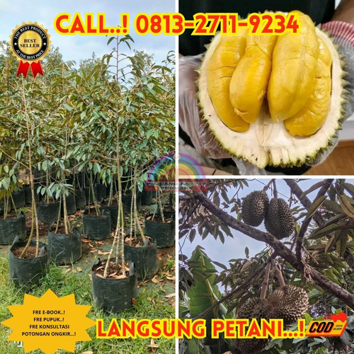 BISA NEGO ! H.Tovix CALL: 0813-2711-9234 Jual Bibit Durian Termahal Ke Kec.Puding Besar-Desa Padang.jpg