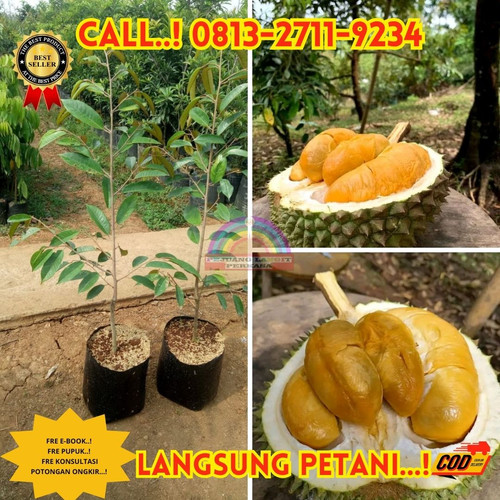 PALING DICARI ! H.Tovix CALL: 0813-2711-9234 Jual Bibit Durian Unggulan Ke Kec.Selat Nasik-Desa Jeli.jpg