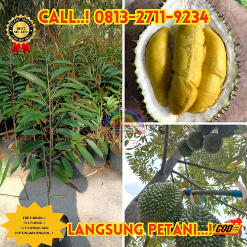 GRATIS KONSULTASI ! H.Tovix CALL: 0813-2711-9234 Jual Bibit Durian Umur 2 Tahun Ke Kec.Selat Nasik-D.jpg