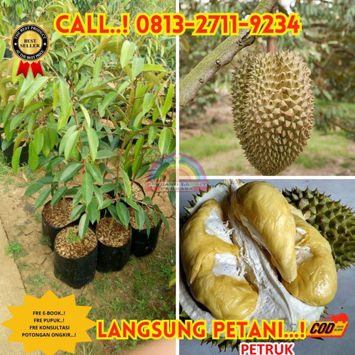 TEREKOMENDASI ! H.Tovix CALL: 0813-2711-9234 Jual Bibit Durian Unggul Ke Kec.Puding Besar-Desa Pudin.jpg