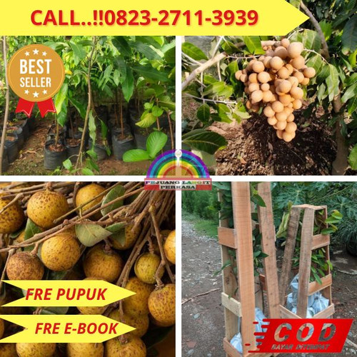 COD ! CALL: 0823-2711-3939 Jual Bibit Kelengkeng Di Sidoarjo Di Kebumen Kebumen-Bandung.jpg