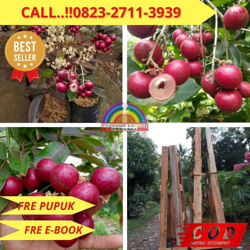 HARGA GROSIR ! CALL: 0823-2711-3939 Jual Bibit Kelengkeng Merah Di Kebumen Kebumen-Gemeksekti.jpg