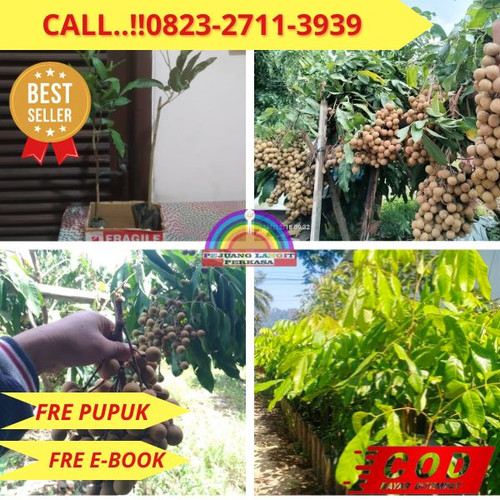 TERJANGKAU ! CALL: 0823-2711-3939 Jual Bibit Kelengkeng Di Madiun Di Kebumen Kebumen-Argopeni.jpg