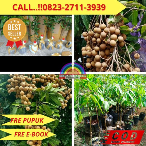 HARGA PARTAI ! CALL: 0823-2711-3939 Jual Bibit Kelengkeng Genjah Di Kebumen Kebumen-Candiwulan.jpg