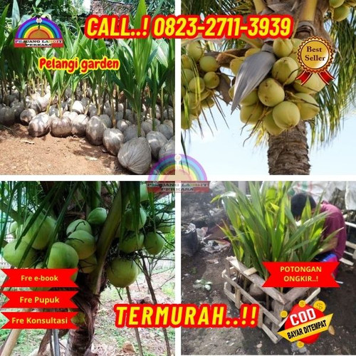 BANTING HARGA ! H.Tovix CALL : 0823-2711-3939 Penjual Pohon Kelapa Hias di Kebumen-Alian-Sawangan.jpg