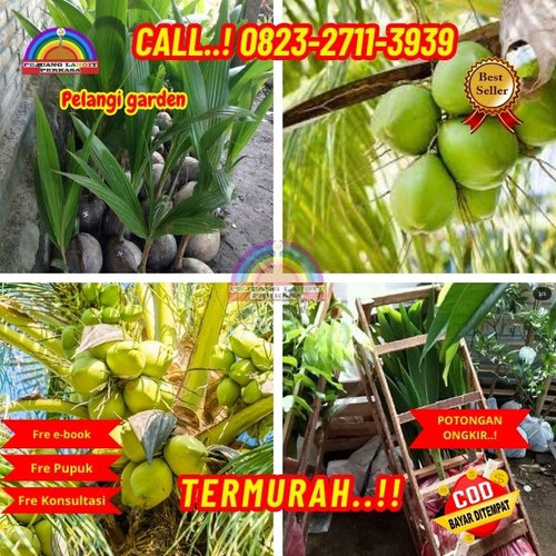 PROMO RESELLER ! H.Tovix CALL : 0823-2711-3939 Penjual Pohon Kelapa Hijau di Kebumen-Alian-Krakal.jpg