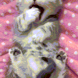 kot.gif
