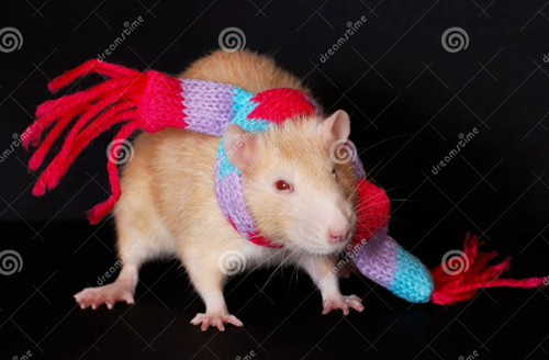 rata con bufanda.png