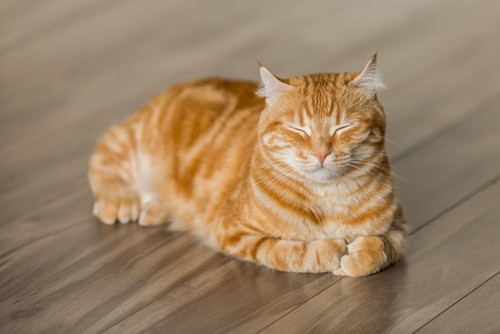 cat2.jpg