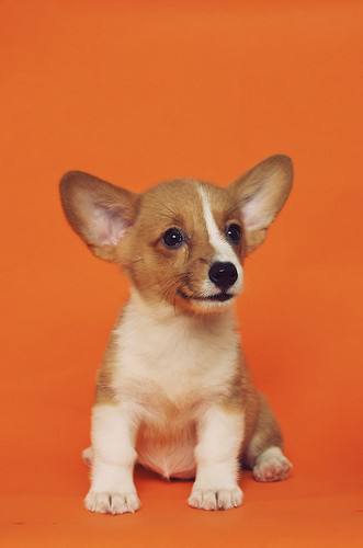 dog2.jpg
