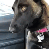 944ac35d34b02a0a.out.20200503 053053.gif