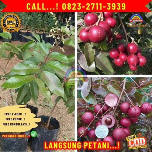 COD ! CALL: 0823-2711-3939 Jual Bibit Buah Kelengkeng Merah Di Kebumen Karangsambung-Pujotirto.jpg