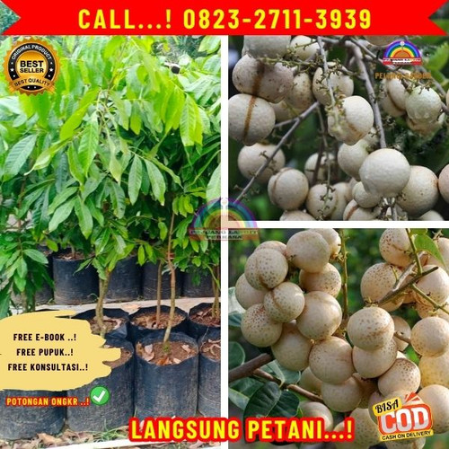 TERBATAS ! CALL: 0823-2711-3939 Jual Bibit Buah Kelengkeng Matalada Di Kebumen Karangsambung-Seling.jpg