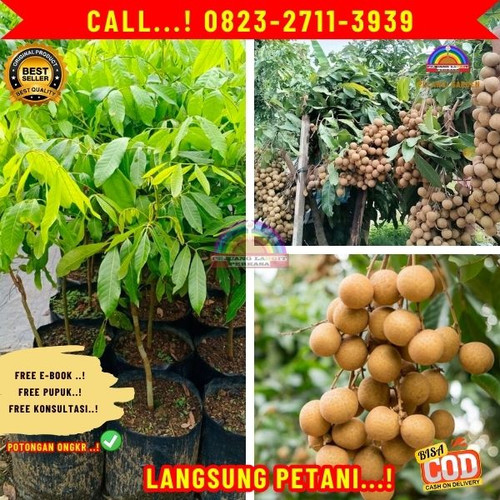 HARGA PARTAI ! CALL: 0823-2711-3939 Jual Bibit Kelengkeng Cangkokan Di Kebumen Karangsambung-Tlepok.jpg