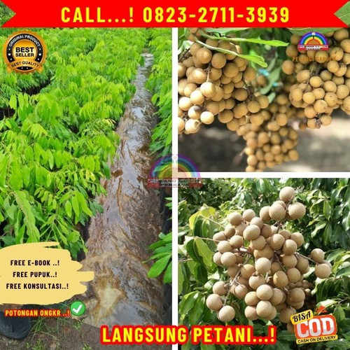 HARGA GROSIR ! CALL: 0823-2711-3939 Jual Bibit Kelengkeng Cangkok Di Kebumen Karangsambung-Wadasmala.jpg