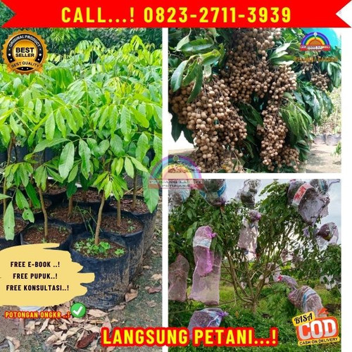 HARGA PETANI ! CALL: 0823-2711-3939 Jual Bibit Kelengkeng Cepat Berbuah Di Kebumen Karangsambung-Tot.jpg