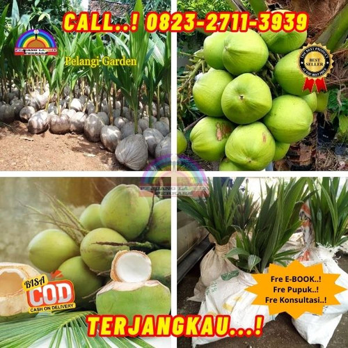 BANTING HARGA ! H.Tovix CALL : 0823-2711-3939 Penjual Pohon Kelapa Kembar di Kebumen-Ambal-Benerweta.jpg