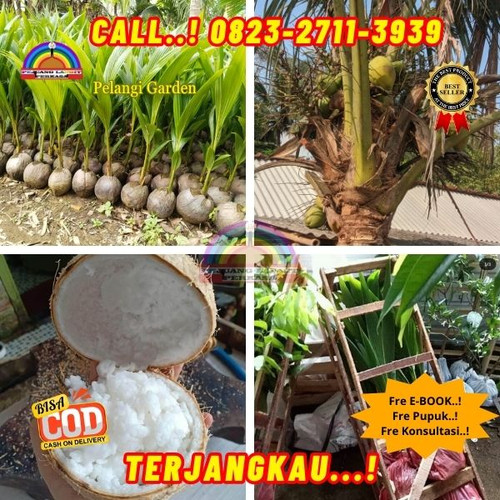 TERMURAH ! H.Tovix CALL : 0823-2711-3939 Penjual Pohon Kelapa Kopyor di Kebumen-Ambal-Ambarwinangun.jpg
