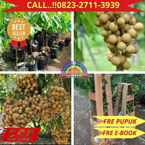 POTONGAN GILA ! CALL: 0823-2711-3939 Jual Bibit Kelengkeng Kateki Di Kebumen Kebumen-Kalijirek.jpg