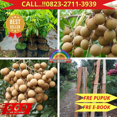 BANTING HARGA ! CALL: 0823-2711-3939 Jual Bibit Kelengkeng New Kristal Di Kebumen Kebumen-Jemur.jpg