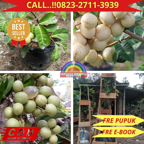 LANGSUNG PETANI ! CALL: 0823-2711-3939 Jual Bibit Kelengkeng Matalada Di Kebumen Kebumen-Gesikan.jpg