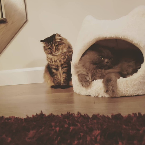 48046801 10156434060593937 4710886796458721280 n.jpg