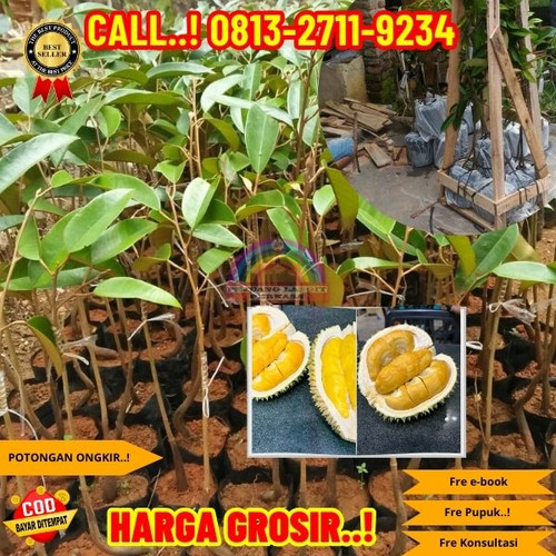 GRATIS KONSULTASI ! H.Tovix CALL: 0813-2711-9234 Jual Bibit Durian Siap Berbuah Ke Kec.Merawang-Desa.jpg