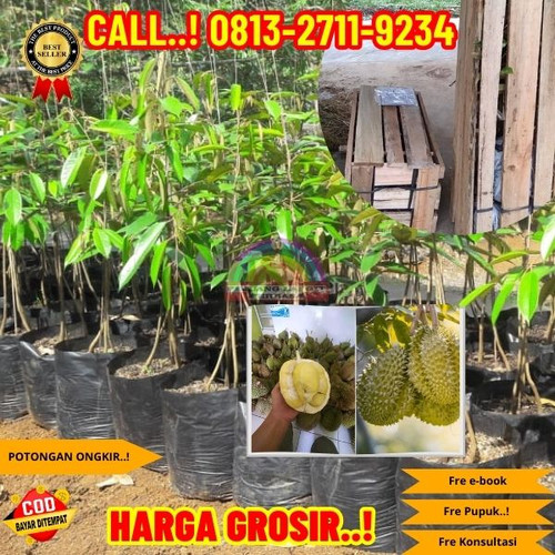HARGA TERJANGKAU ! H.Tovix CALL: 0813-2711-9234 Jual Bibit Durian Stek Ke Kec.Merawang-Desa Rebo.jpg