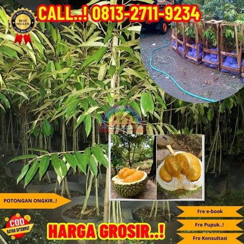 TEREKOMENDASI ! H.Tovix CALL: 0813-2711-9234 Jual Bibit Durian Super Tembaga Ke Kec.Merawang-Desa Ra.jpg