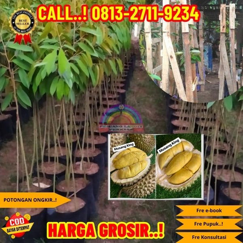 TERPERCAYA ! H.Tovix CALL: 0813-2711-9234 Jual Bibit Durian Raja Musang Ke Kec.Merawang-Desa Padang.jpg