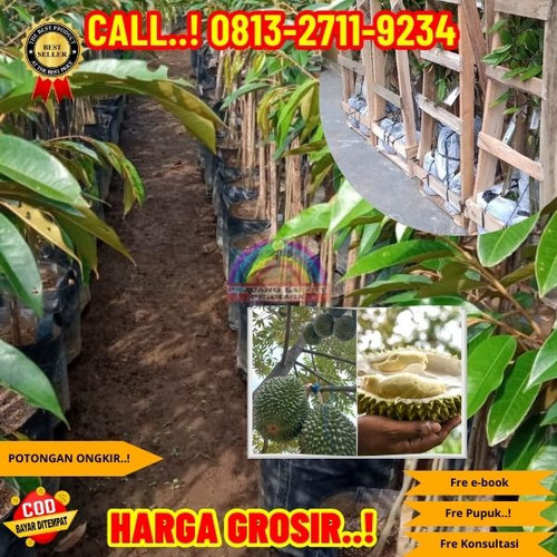 BISA NEGO ! H.Tovix CALL: 0813-2711-9234 Jual Bibit Durian Super Tembaga Bangka Ke Kec.Merawang-Desa.jpg