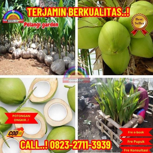 TERPERCAYA ! H.Tovix CALL : 0823-2711-3939 Penjual Pohon Kelapa Cabang di Kebumen-Adimulyo-Banyuroto.jpg