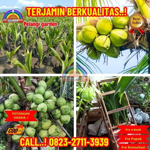 HARGA PENJUAL ! H.Tovix CALL : 0823-2711-3939 Penjual Pohon Kelapa Banyak di Kebumen-Adimulyo-Arjomu.jpg