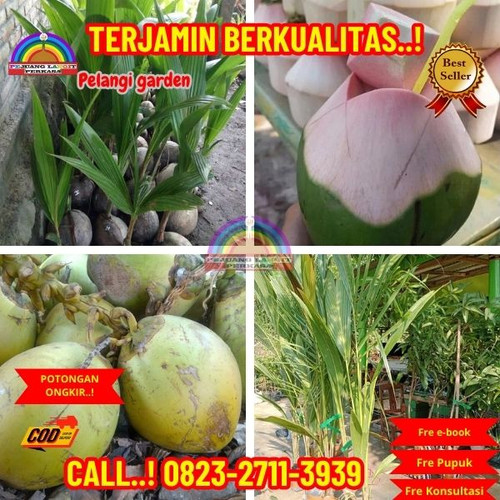 LANGSUNG PETANI ! H.Tovix CALL : 0823-2711-3939 Penjual Pohon Kelapa Berwarna di Kebumen-Adimulyo-Ad.jpg