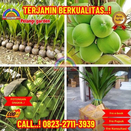 HARGA PARTAI ! H.Tovix CALL : 0823-2711-3939 Penjual Pohon Kelapa Bercabang di Kebumen-Adimulyo-Adik.jpg