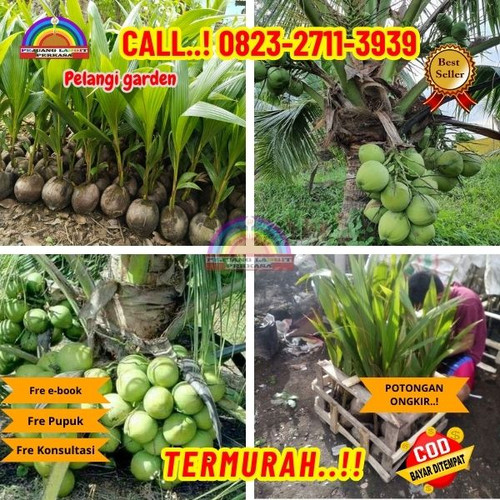 HARGA PARTAI ! H.Tovix CALL : 0823-2711-3939 Penjual Pohon Kelapa Estetik di Kebumen-Adimulyo-Males.jpg