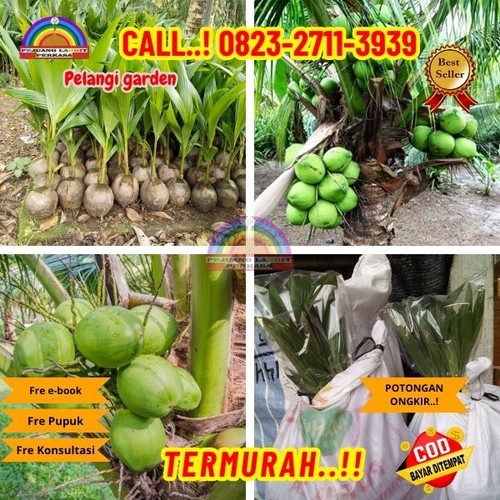 PAKET PENJUAL ! H.Tovix CALL : 0823-2711-3939 Penjual Pohon Kelapa Entok di Kebumen-Adimulyo-Mangunh.jpg