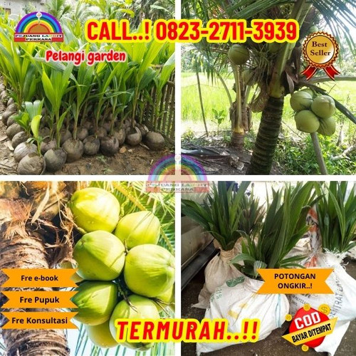HARGA MURAH ! H.Tovix CALL : 0823-2711-3939 Penjual Pohon Kelapa Genjah Entok di Kebumen-Adimulyo-Si.jpg