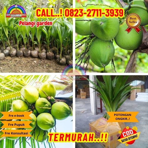 GRATIS KONSULTASI ! H.Tovix CALL : 0823-2711-3939 Penjual Pohon Kelapa Cangkokan di Kebumen-Adimulyo.jpg