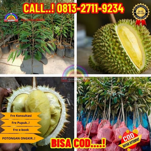 274. Jual bibit Durian Serumbut.jpg