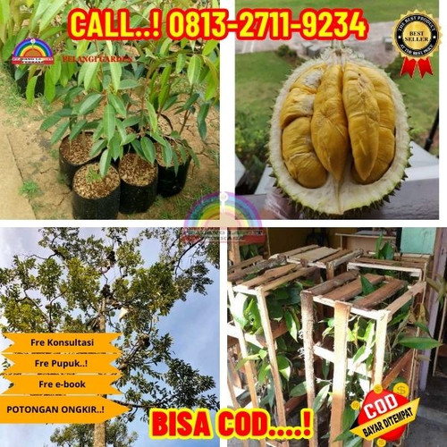 272. Jual bibit Durian Sambung Pucuk.jpg