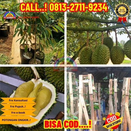 273. Jual bibit Durian Simimang.jpg