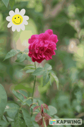 Untitled Project V1.gif
