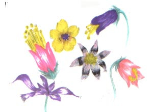 flowers.jpg