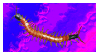 IMG 6436.gif