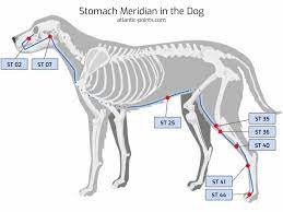 Stomach Meridian in Dog.jpg