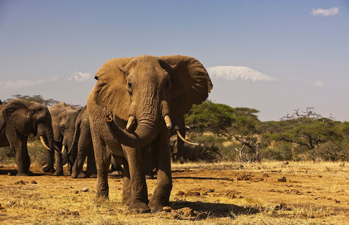 8 days Kenya wildlife safari (1).jpg